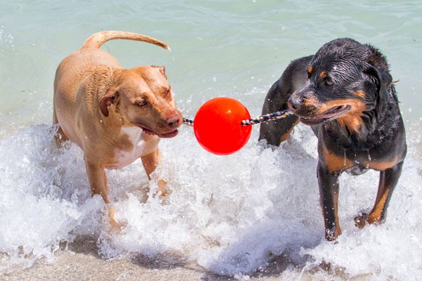 狗狗就像小朋友，同樣的玩具玩很久當然也會膩！   圖：寵毛網petsmao資訊平台提供