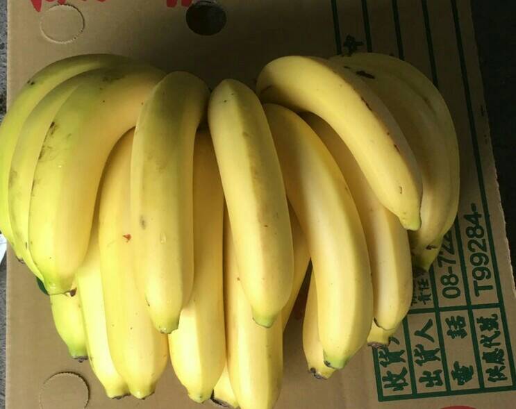 香蕉除了有豐富的營養成分外，外皮金黃色，也有「黃金之果」的美稱，相當討喜。   圖：屏東政府農業處提供