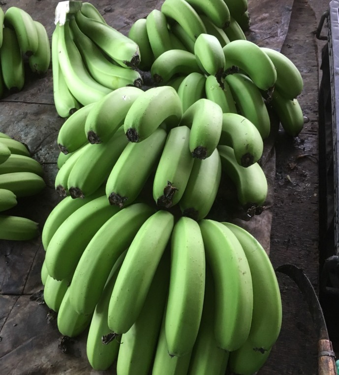 今年屏東的忘憂果—香蕉，好吃健康又價宜，5月下旬大出，是品嚐黃金之果香蕉的好時機。   圖：屏東政府農業處提供