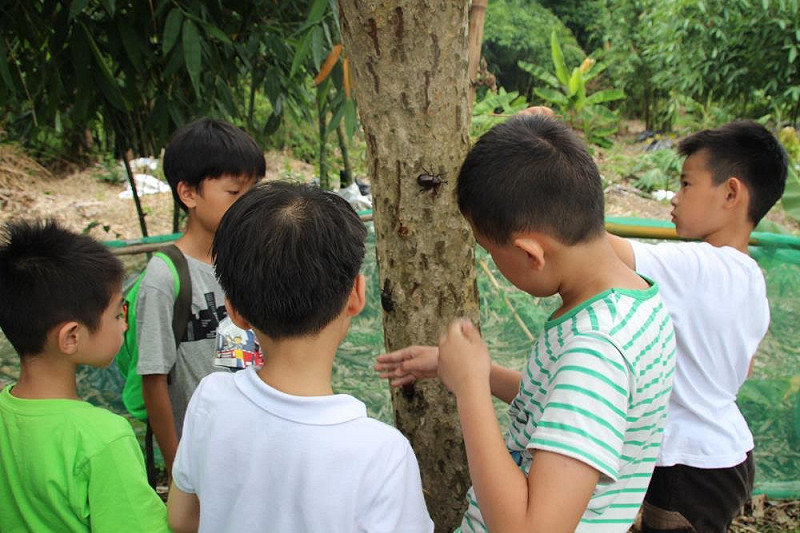 小朋友觀賞樹上的獨角仙。   圖：嘉義市政府提供