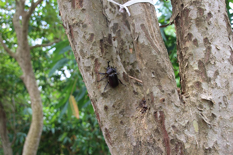 光蠟樹上的獨角仙。   圖：嘉義市政府/提供