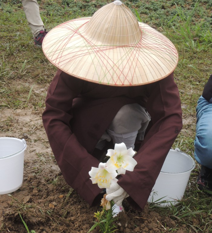 志工種下台灣百合，也種下善種子。   圖：靈鷲山佛教團提供
