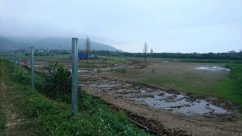 台灣生態工法發展基金會在清水濕地栽植外來種的落羽松。   圖 : 野鳥協會/提供