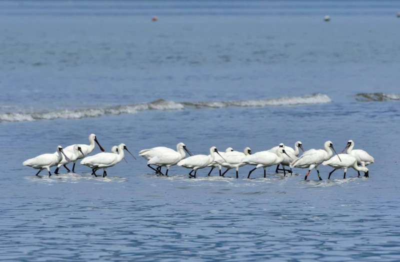 新北市八里海岸近日出現15隻被稱「黑面舞者」的黑面琵鷺，吸引許多民眾目光。   圖：新北市動保處提供、汪忠皇先生攝影