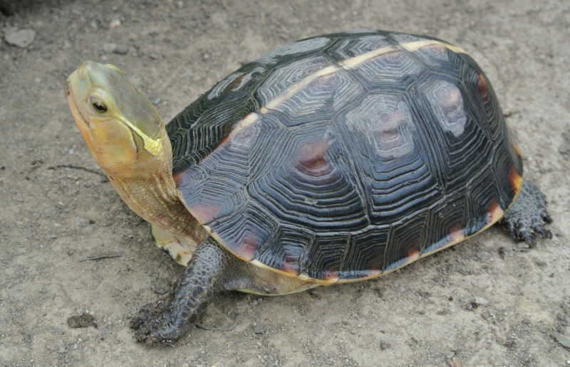 中興大學復育的食蛇龜。   圖：興大食蛇龜保育團隊/提供