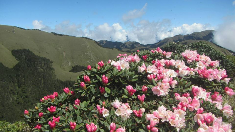 合歡山區主要有玉山杜鵑和紅毛杜鵑，都是台灣特有種，盛開時一片花團錦簇，繽紛花海將合歡山群點綴得粉嫩亮麗。   圖：翻攝自太魯閣國家公園臉書