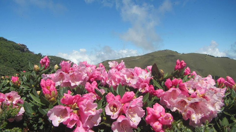 高山杜鵑花團錦簇。   圖：翻攝自太魯閣國家公園臉書