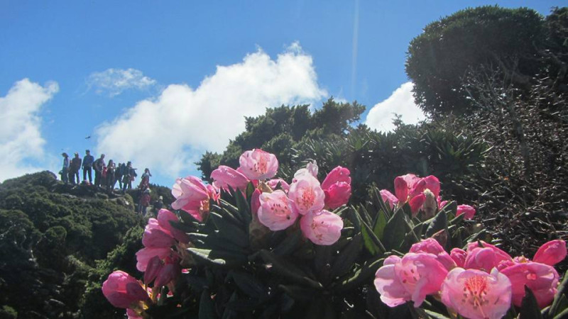 以往三、四月盛開的杜鵑花，今年等到五月初才陸續綻放。   圖：翻攝自太魯閣國家公園臉書
