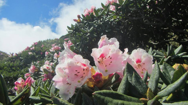 嬌嫩秀麗的杜鵑花，為高山帶來一絲春意。   圖：翻攝自太魯閣國家公園臉書