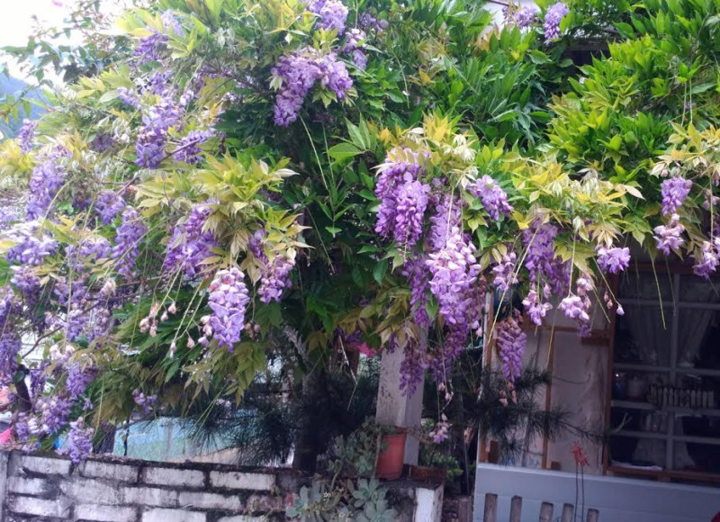 環山部落的氣候適合種植紫藤花。   圖：參山處提供