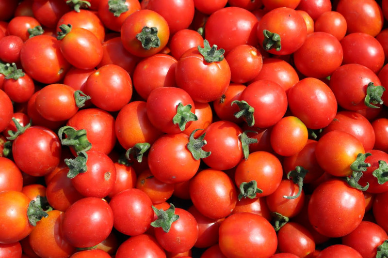 農委會種苗改良繁殖場指出，番茄維生素含量豐富營養價值高，是養顏美容的蔬果，深受民眾的喜愛。   圖: 農委會/提供
