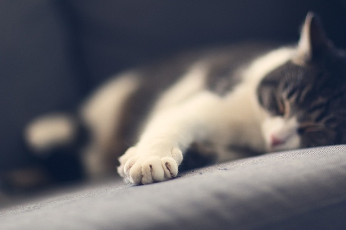 貓咪跟人類的睡眠時間及習慣不太相同。   圖：寵毛網petsmao資訊平台提供