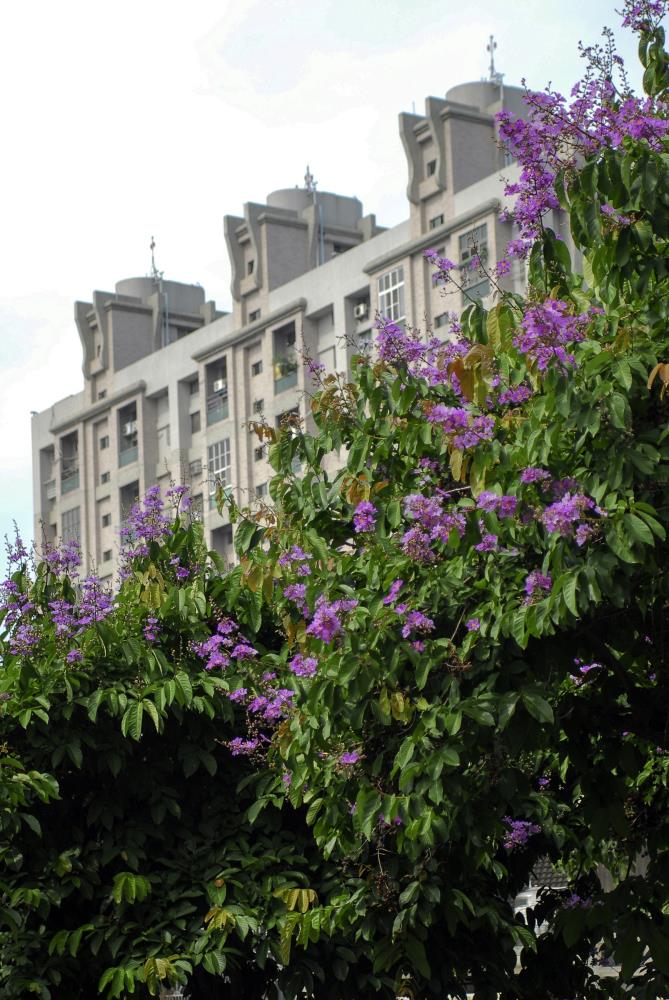 大花紫薇盛開一景。   圖：翻攝自嘉義縣政府網站