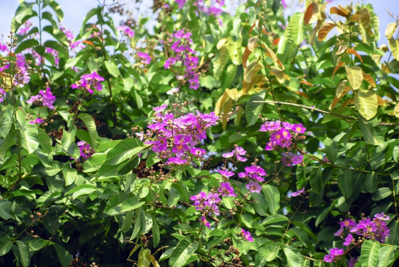大花紫薇株高約5~12公尺，顏色豔麗充滿紫色浪漫。   圖：翻攝自台灣觀光年曆