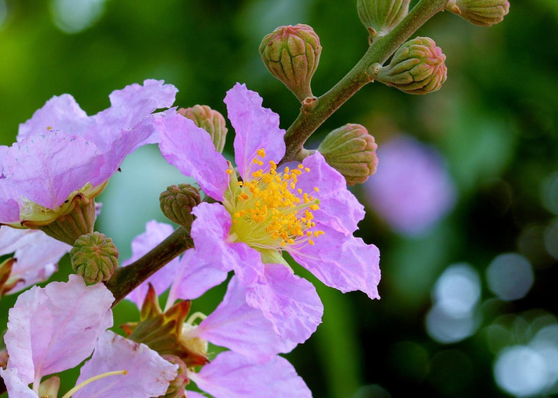 每年五月到八月是大花紫薇花期。   圖：翻攝自台灣觀光年曆