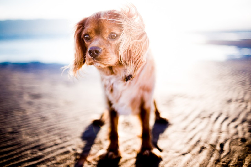 避免在上午10點~下午3點這段時間讓狗狗曝曬在大太陽底下。   圖：寵毛網petsmao資訊平台提供