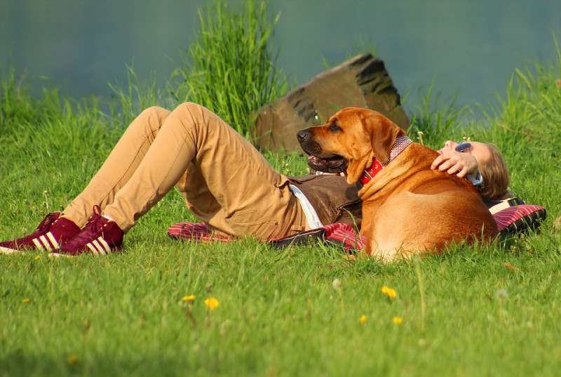 帶狗狗外出散步、運動時，盡量選擇在涼爽的清晨或傍晚，避免炙熱的太陽光。   圖：寵毛網petsmao資訊平台提供
