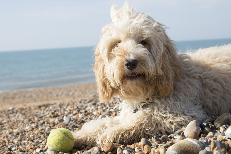 到海邊玩耍時，請攜帶超大支海灘遮陽傘，提供狗狗休息時的遮陽處。   圖：寵毛網petsmao資訊平台提供