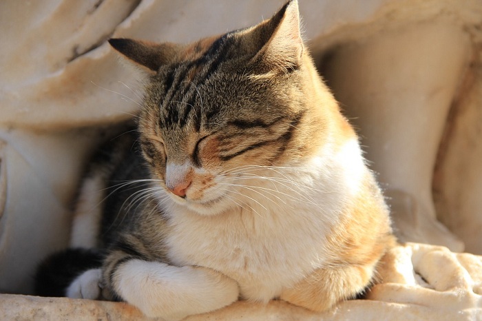 貓咪對於體溫調節的功能較弱，夏季太過炎熱，總會讓貓咪提不起精神來！   圖：寵毛網petsmao資訊平台提供