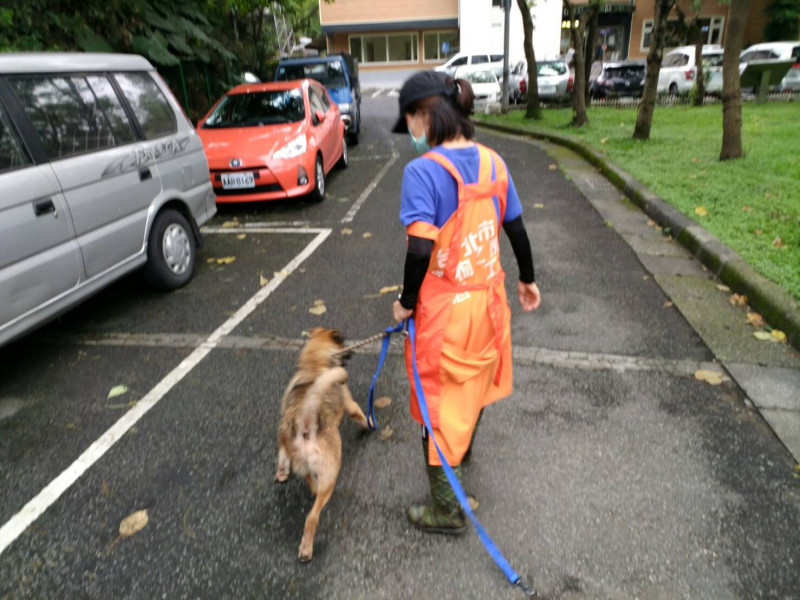 現在的「宅男」，可以跟著蘭姐一起出籠散步。   圖：臺北市動物保護處提供