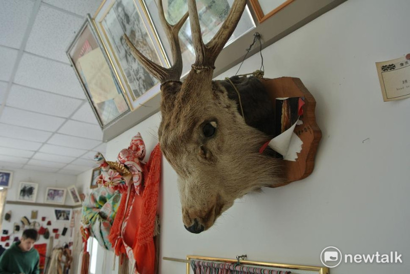 文物館內的水鹿頭標本。   圖：唐復年/攝