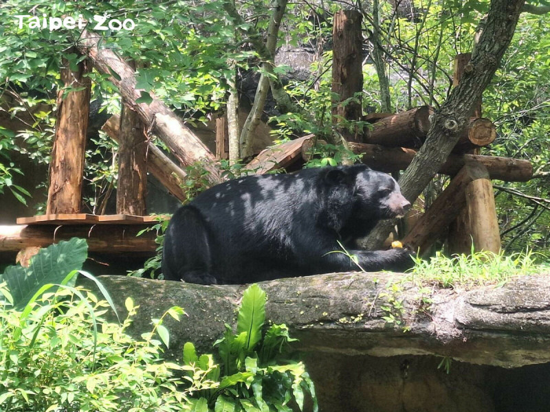 台北市立動物園舉辦「熊站出來」活動，讓民眾深入了解台灣黑熊保育工作的內容。   圖：翻攝自台北市立動物園官網