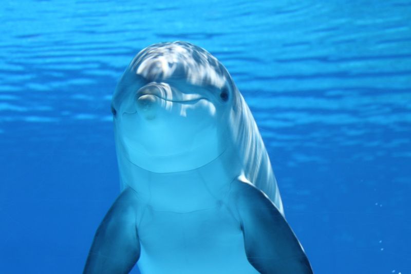 雖然海豚看起來溫馴又可愛，但牠們仍是野生動物，也有相當驚人的力量。圖非新聞事件海豚。   圖／取自Pexels