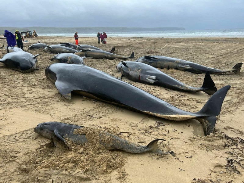 英國蘇格蘭昨（17）日出現大規模鯨魚擱淺事件，55 頭領航鯨於西部路易斯島（Isle of Lewis）海灘擱淺。   圖：擷取自英國海洋生物救援組織BDMLR臉書