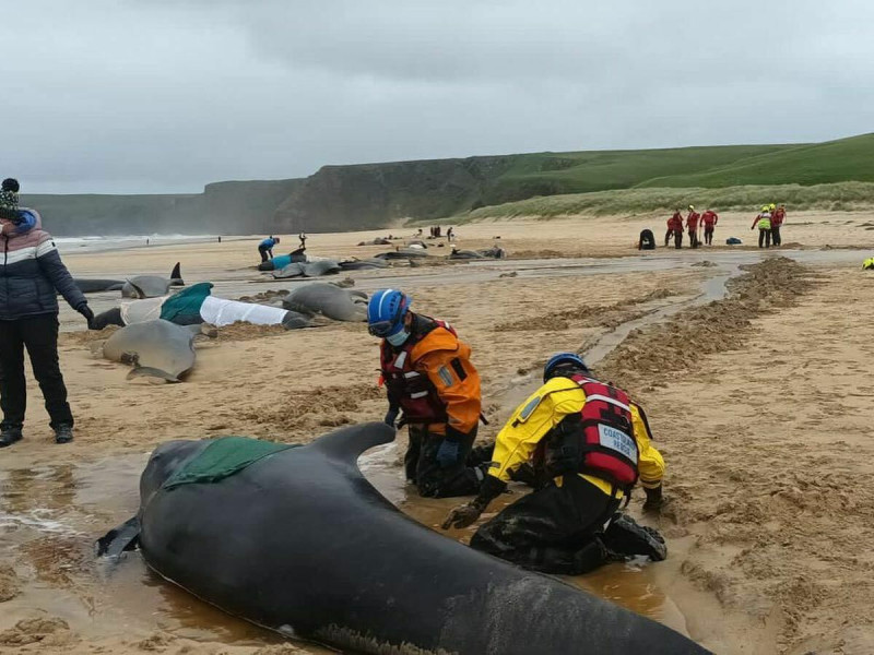 當地救援組織歷經整個下午的搶救，最終僅有 1 頭被安全送回大海，其餘仍在殘喘的鯨魚全被實施安樂死。   圖：擷取自英國海洋生物救援組織BDMLR臉書