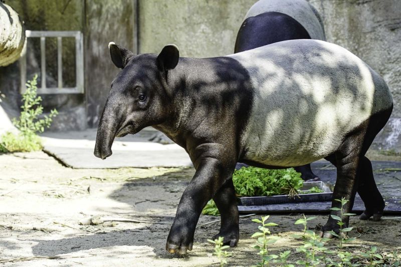 北市動物園中的馬來貘「貘克」死亡，死因疑為熱衰竭。   示意圖／臺北市立動物園授權提供