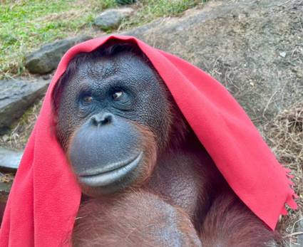 壽山動物園話題女王紅毛猩猩「咪咪」。   圖：高雄市觀光局提供