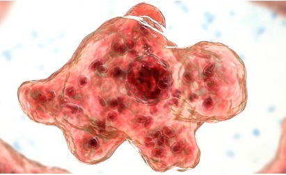 食腦阿米巴原蟲   圖:翻攝自美國CDC