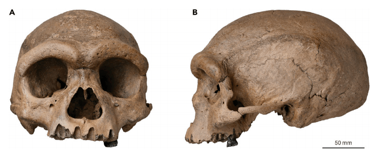 近期一項最新的研究表明，一個可追溯到 30 萬年前的古代頭骨，與迄今為止發現的其他前現代人類化石不同，它可能指向人類譜系中的一個新分支。(示意圖)   圖：翻攝自搜狐