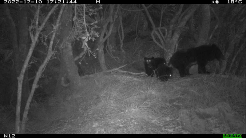 近日拍到一組母熊帶3隻幼熊的影像，也是台灣黑熊目前唯一的曝光紀錄。   圖：玉山國家公園／提供（黃美秀教授研究團隊攝）