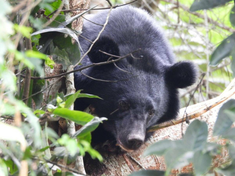 昨(23)日台東紅石部落一對夫妻途經紅石產業道路，看見路旁樹林有隻台灣黑熊在樹上，發現黑熊可能是誤中套索陷阱後攀爬至樹上。   圖：翻攝自林業保育署台東分署官網