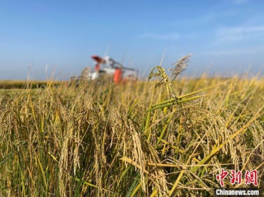 印度宣布禁止出口該國的非巴斯馬蒂白米 （non-basmati white rice） ，以平息國內物價上漲並確保糧食安全。(示意圖)   圖 : 翻攝自中新網