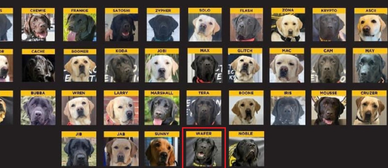 我國第一隻電子產品偵測犬「Wafer」（下排右二紅框處）與其他70多隻偵測犬，將投入打擊人口販運與兒童性剝削的執法。   圖：翻攝自德索託縣警長官方推特