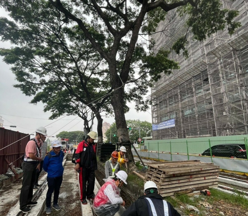 輕軌大順路沿線雨豆樹防颱加固。   圖：高雄市捷運局提供