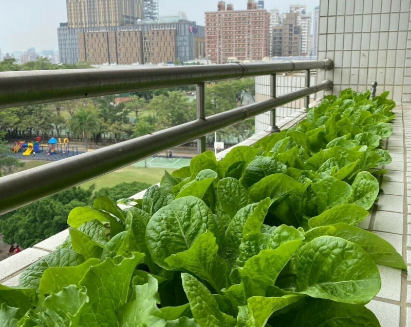 新上將教室外的花圃成菜園。   圖：高雄市教育局提供