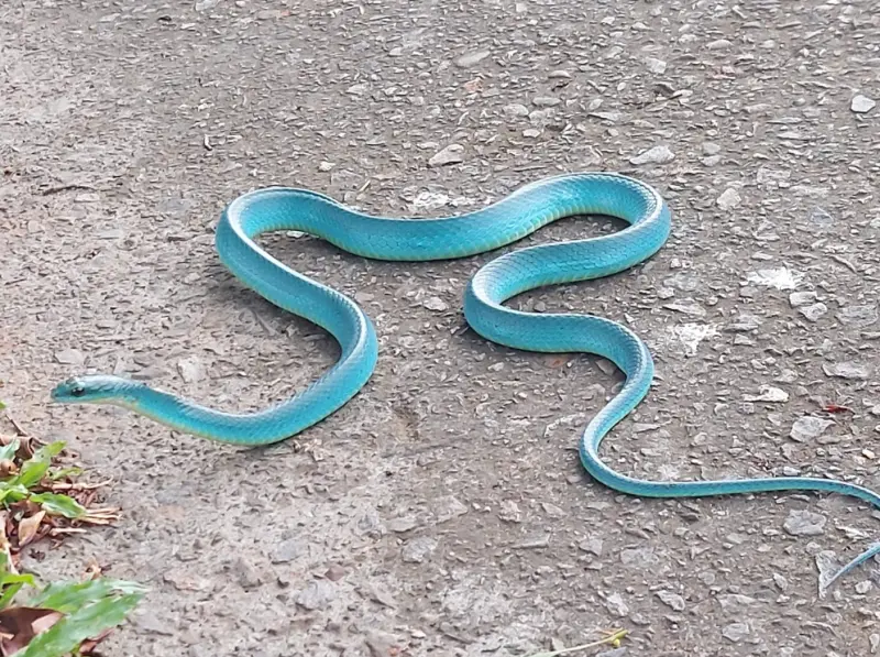 一名網友走在路上遇到一條「Tiffany藍」顏色的蛇正在爬行，畫面相當漂亮。   圖/野生蛇相臉書社團