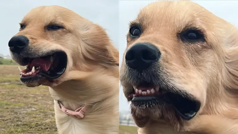 在澎湖一隻可愛的黃金獵犬「Crazy」無畏強風，與海葵正面對抗，卻被主人捕捉到「整坨嘴邊肉被吹開」系列照片。   圖／《澎湖狗狗～好Fashion．好Crazy》授權使用