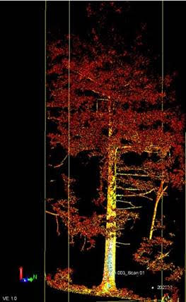 使用地面光達掃描林業試驗所六龜試驗林臺灣杉人工林的點雲成果。   圖：林業試驗所／提供