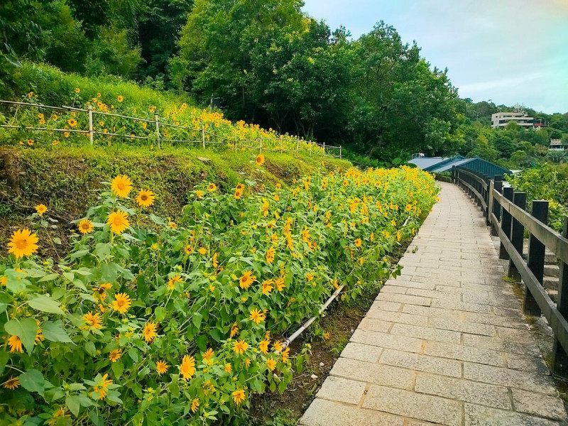 步道旁的向日葵。   圖：翻攝自台北市政府工務局大地工程處官網