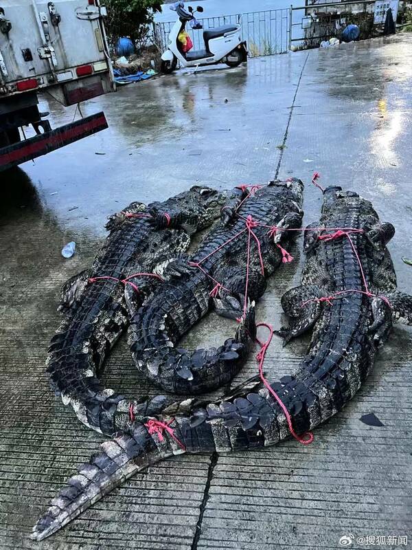 「海葵」颱風肆虐中國，傳養殖鱷魚趁水患出逃，恐因無人餵食攻擊牲畜或人類。   圖：翻攝@搜狐新聞微博