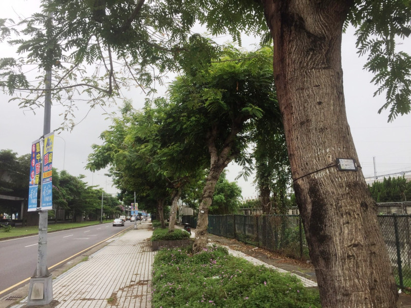 台中市政府建設局首創建置的「台中市行道樹電子身分證」，只要利用智慧手機掃描掛在樹身的QR Code，包括樹種、直徑、樹高等資訊全都清清楚楚。   圖 : 台中市政府/提供