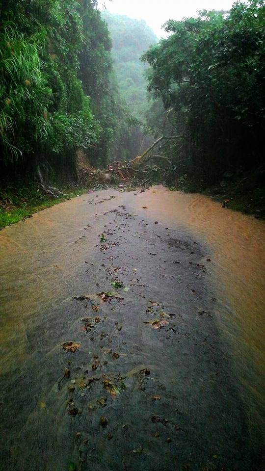暴雨已對新北市造成部分災情，路樹倒塌。   圖：擷取自新北市議員蔡葉偉Facebook