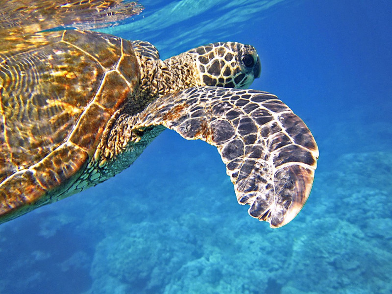依據統計已在小琉球紀錄到163隻不同海龜出沒。   圖源：pixabay