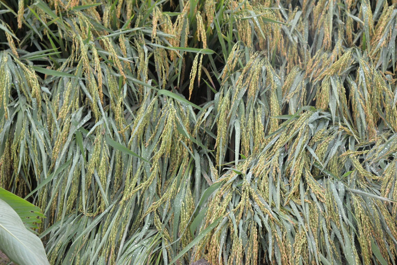 雲林縣的農作物損失金額初估約999萬元。   圖：雲林縣政府提供