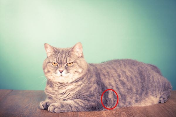 紅圈圈處是可以摸得到貓咪心跳的地方，大約是在貓咪的腋下，左側會比右側來得明顯。   圖：寵毛網petsmao資訊平台提供 
