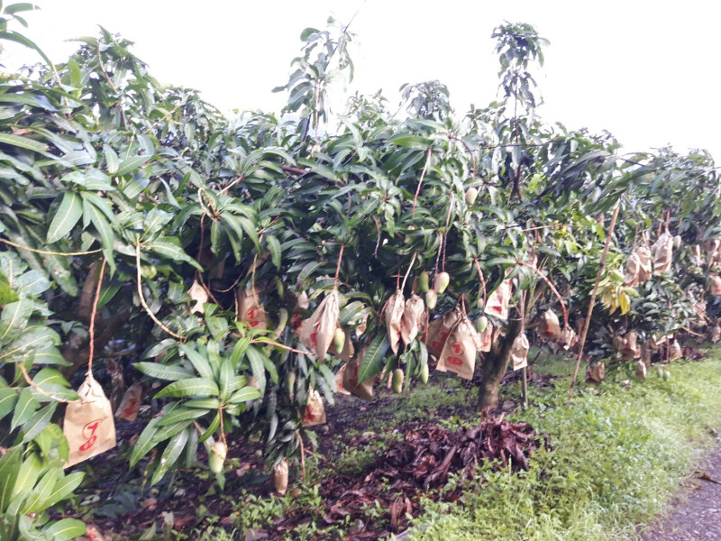 香蕉樹農損照片。   圖 : 新頭殼資料照片